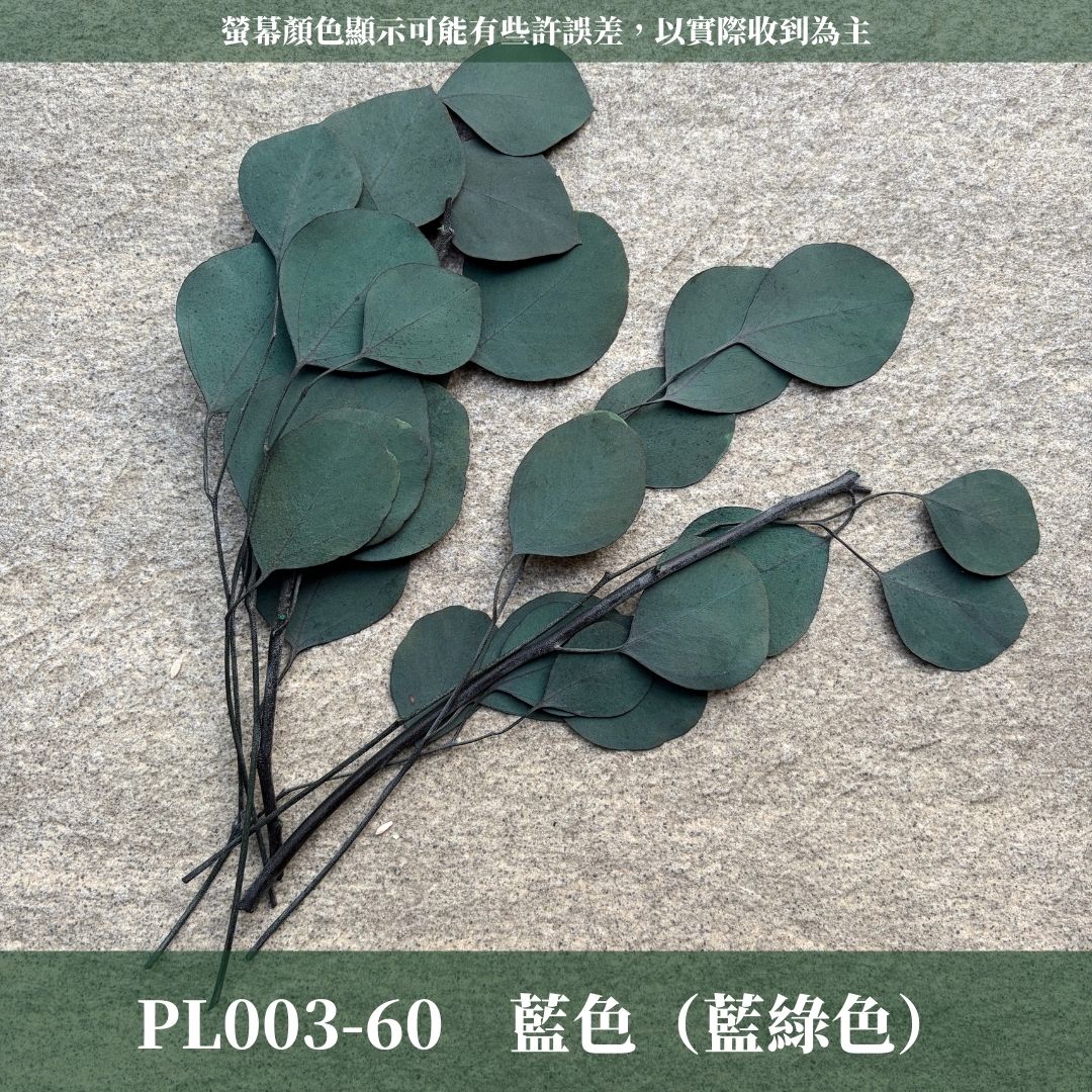 PL003s 蘋果葉尤加利經濟包｜原裝感恩回饋中！永生尤加利葉 尤加利葉 永生花 乾燥花 花材出清 裝飾擺件 插花葉材