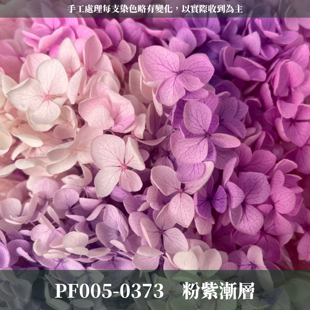 PF005 安娜繡球單支｜ A級 大份量 帶梗紫陽花 永生花 不凋花 乾燥花 DIY花材 拍攝道具 漸變花藝繡球 浮游花