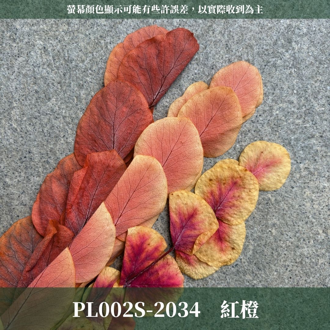 PL002S 大軟葉尤加利經濟包｜花藝獨家！特殊漸層尤加利 花材 葉材 永生花 乾燥花 不凋花花藝師用料 拍照道具花材