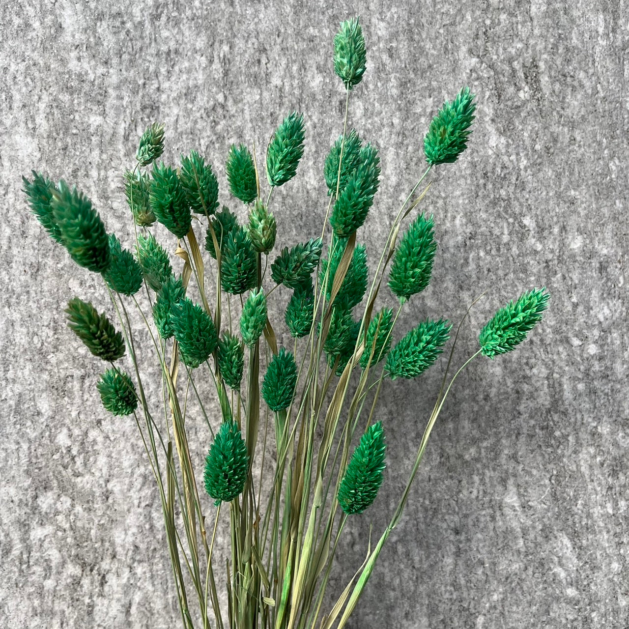 DA002S 加那利 小份量 寶石草 佳那利 加納利 小穗花 台灣現貨
