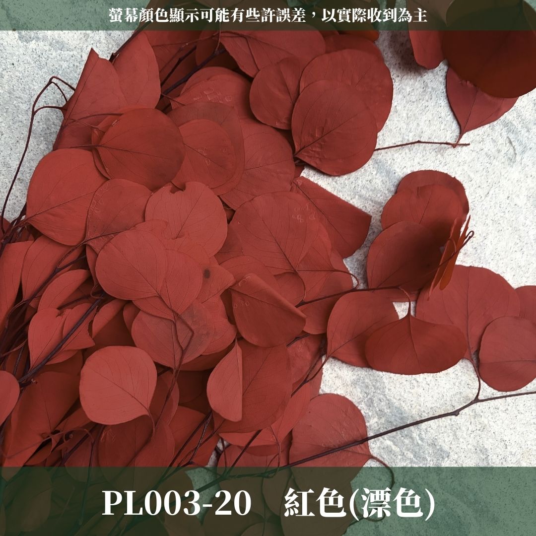 PL003 原裝蘋果葉尤加利｜超級回饋！9+3獨家漸層色！永生尤加利葉 尤加利葉 永生花 乾燥花 花材出清 裝飾擺件