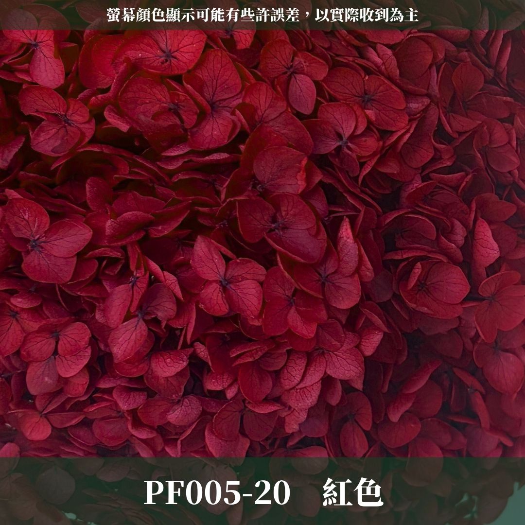 PF005-S 安娜繡球經濟盒裝｜ A級 漸層繡球 紫陽花 永生花 不凋花 乾燥花 DIY花材 拍攝道具 蜉蝣花花材