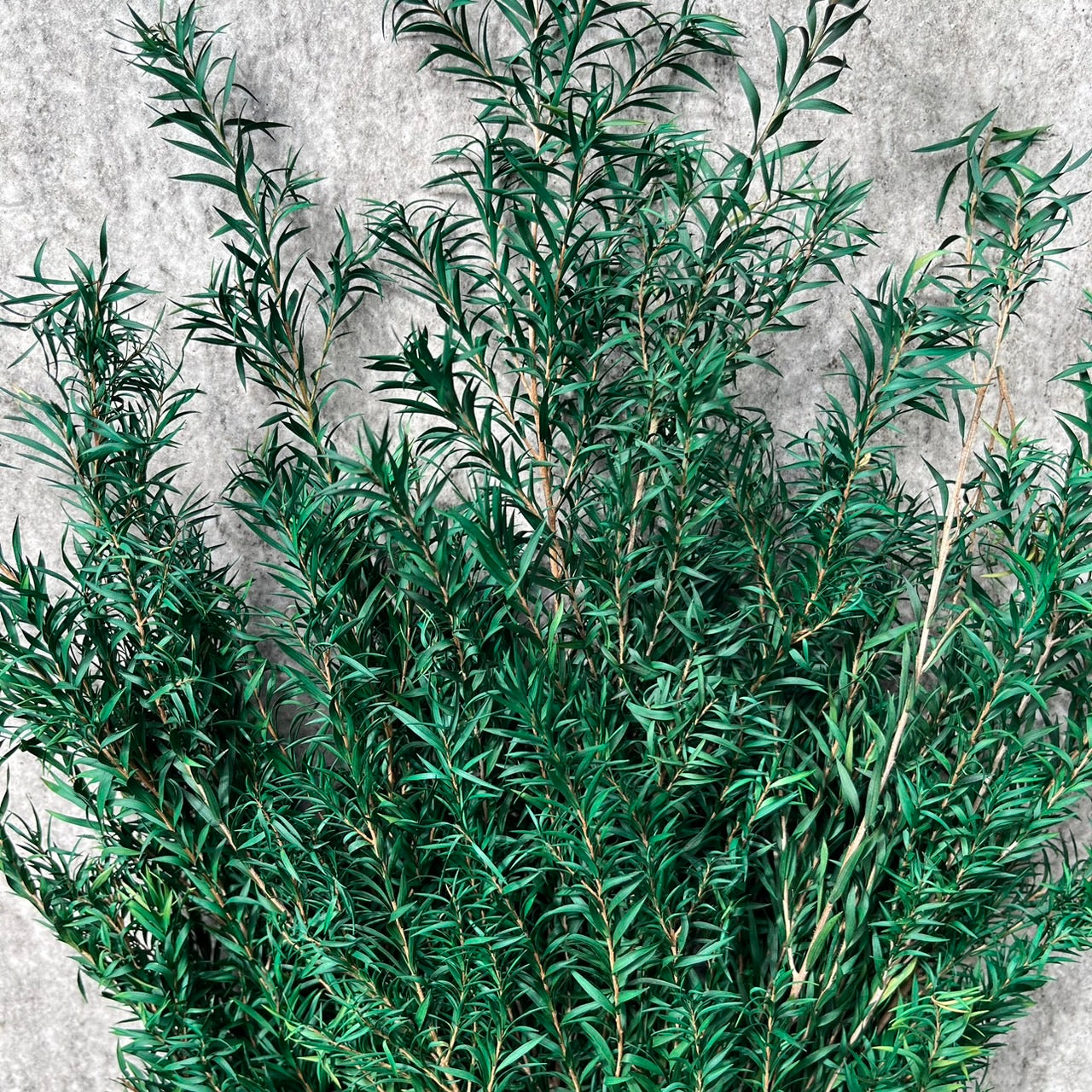 【台灣現貨】PL010S茶樹 茶樹葉 千層金 永生 小份量 節慶裝飾 聖誕花材 DIY 材料包