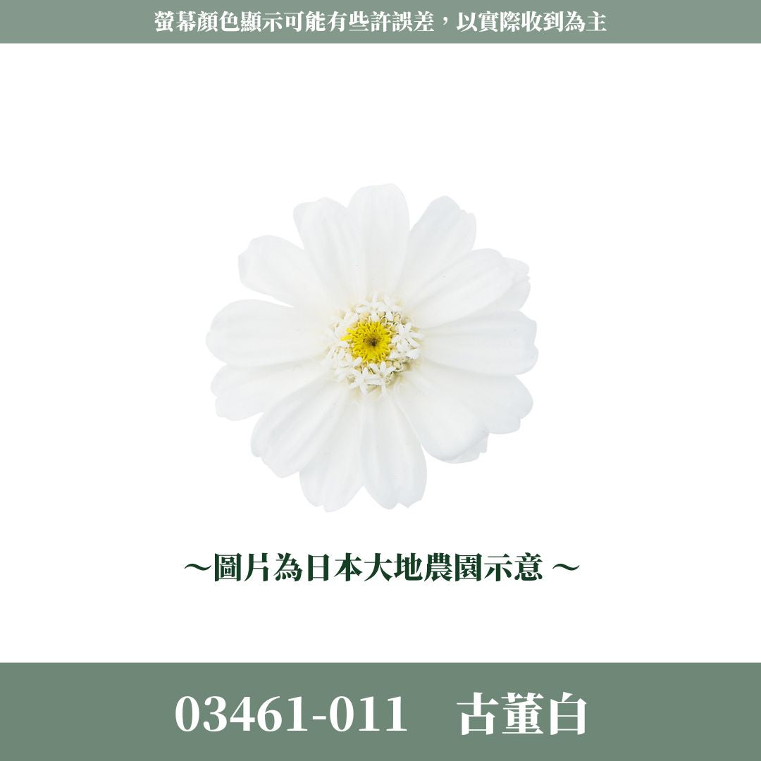 03461 日本大地農園小百日草｜單顆｜滿12朵享湊盒優惠｜百日草 百日菊 千日菊 不凋花 永生花 小雛菊 DIY花束