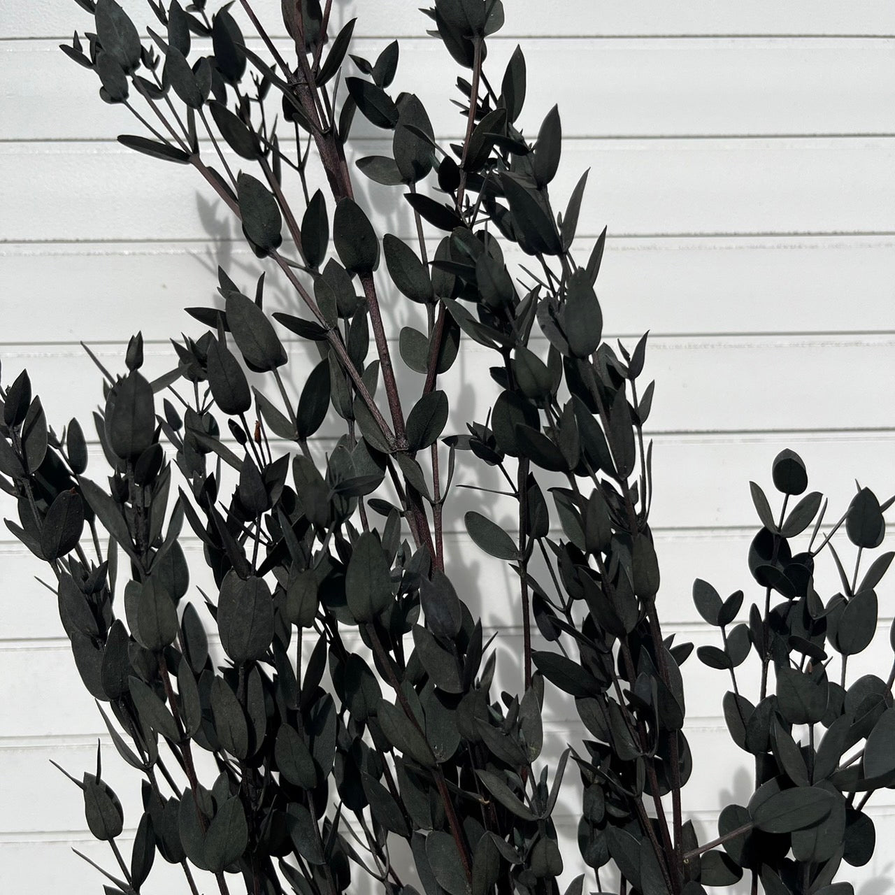 ✿ 台灣現貨 ✿ PL004 DL004 細葉尤加利