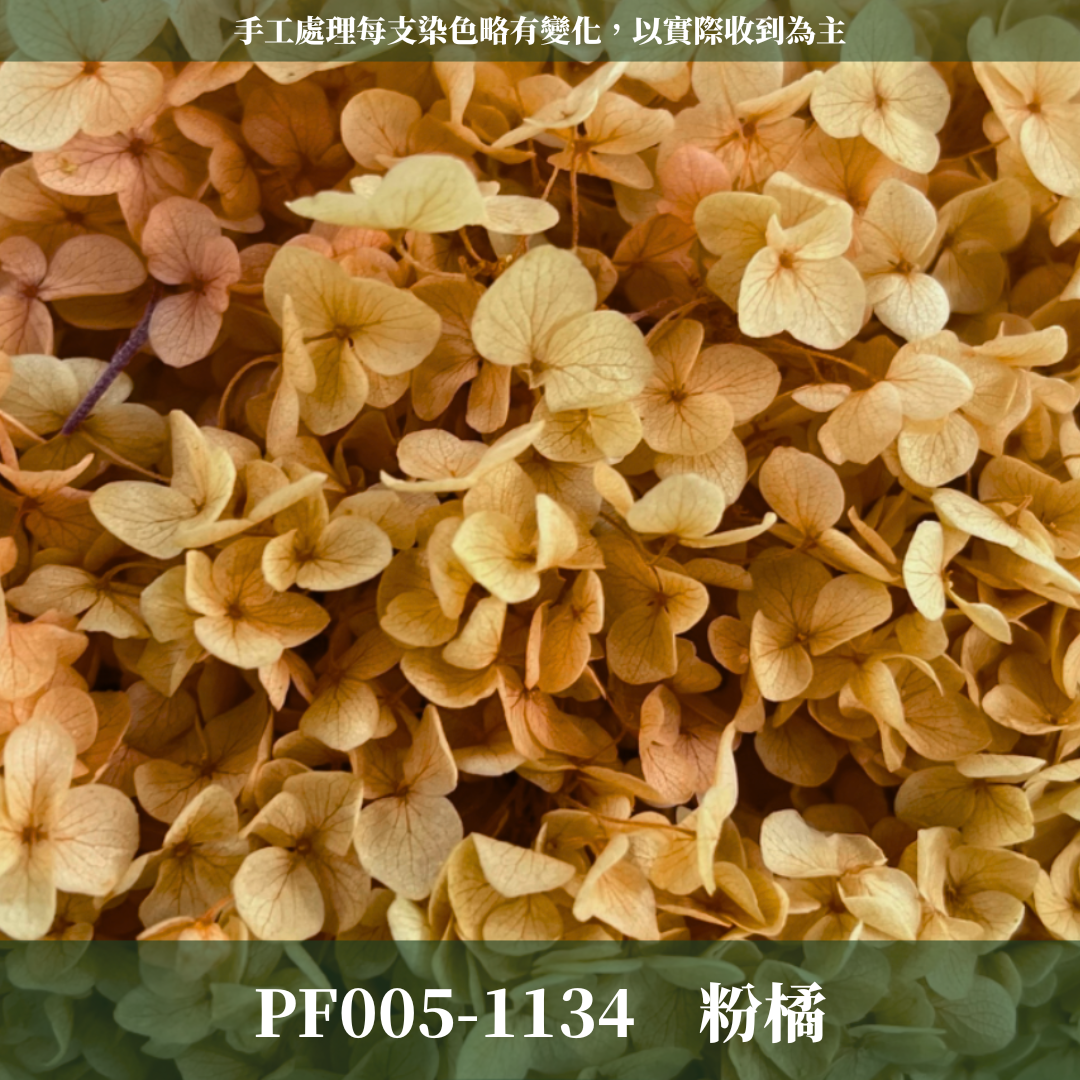 PF005-S 安娜繡球經濟盒裝｜ A級 漸層繡球 紫陽花 永生花 不凋花 乾燥花 DIY花材 拍攝道具 蜉蝣花花材
