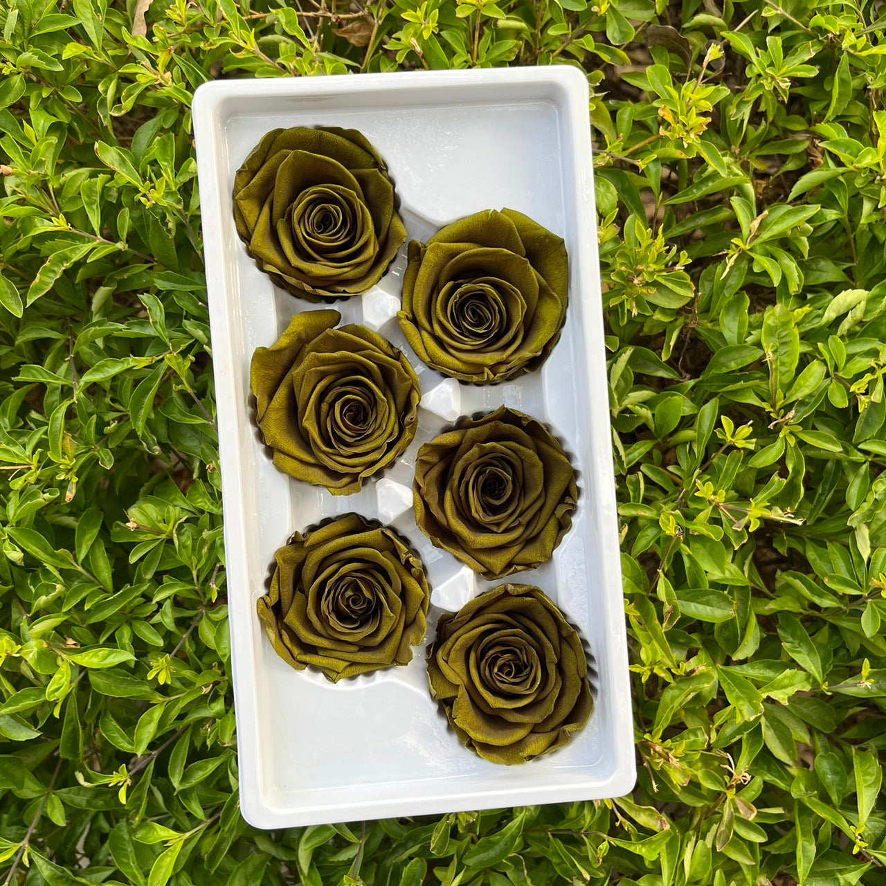 *** R06 永生玫瑰 5~6cm玫瑰 Ａ級 6朵裝 不凋花 小香風玫瑰 色彩款式齊全 莫蘭迪