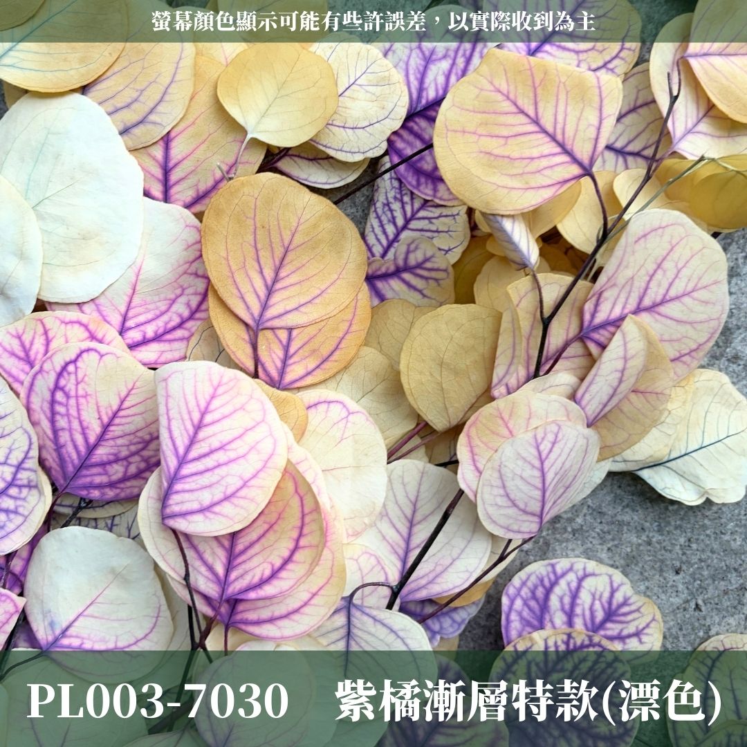 PL003 原裝蘋果葉尤加利｜超級回饋！9+3獨家漸層色！永生尤加利葉 尤加利葉 永生花 乾燥花 花材出清 裝飾擺件