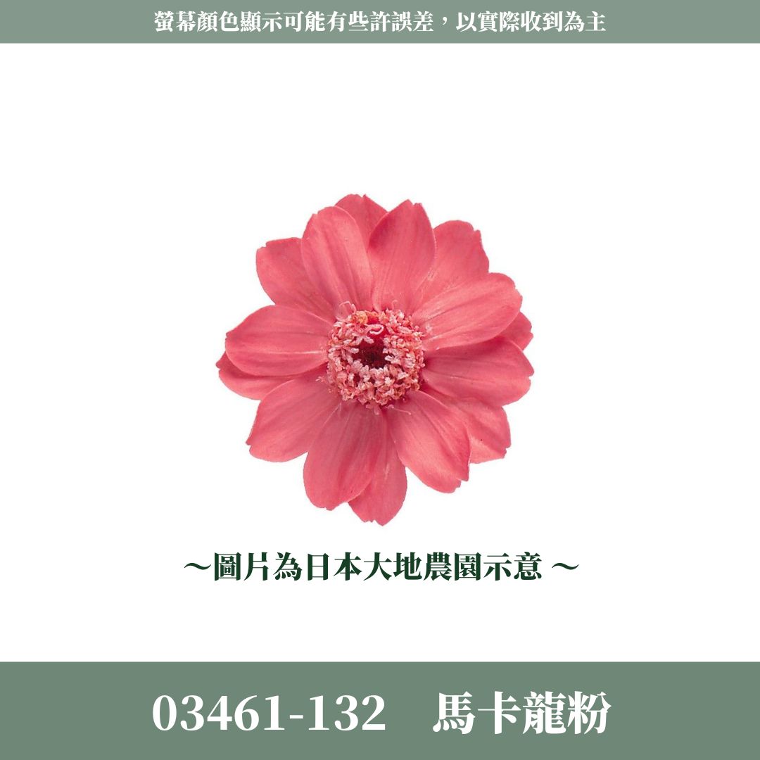 03461 日本大地農園小百日草｜單顆｜滿12朵享湊盒優惠｜百日草 百日菊 千日菊 不凋花 永生花 小雛菊 DIY花束