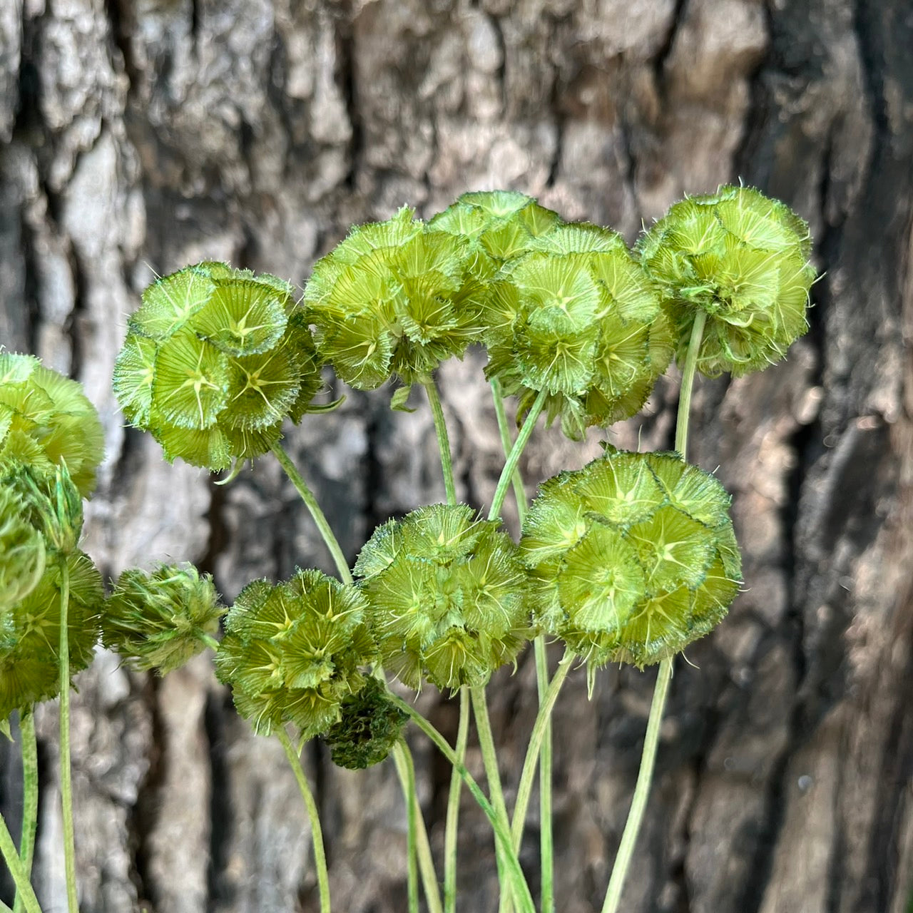 【台灣現貨】PA045-S 松蟲果 松蟲草 風車果 星芒松蟲 草星花 輪峰菊 永生 小份 DIY插花盆花