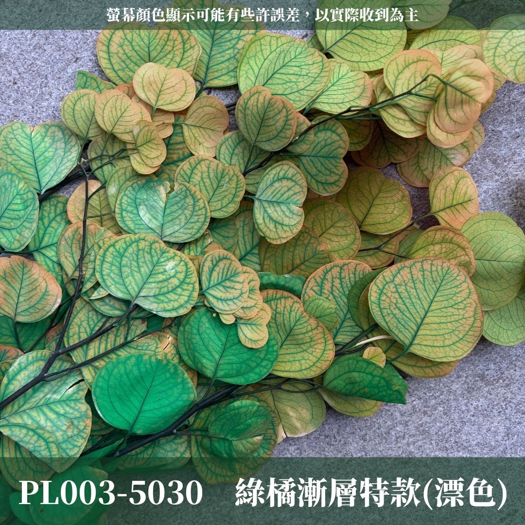 PL003 原裝蘋果葉尤加利｜超級回饋！9+3獨家漸層色！永生尤加利葉 尤加利葉 永生花 乾燥花 花材出清 裝飾擺件