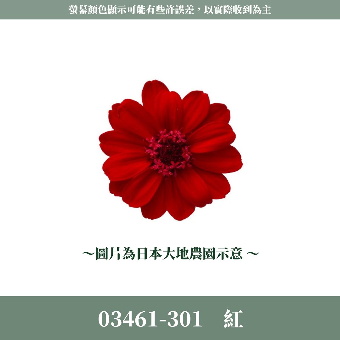 03461 日本大地農園小百日草｜盒裝｜滿12朵享湊盒優惠｜百日草 百日菊 千日菊 不凋花 永生花 小雛菊 DIY花束