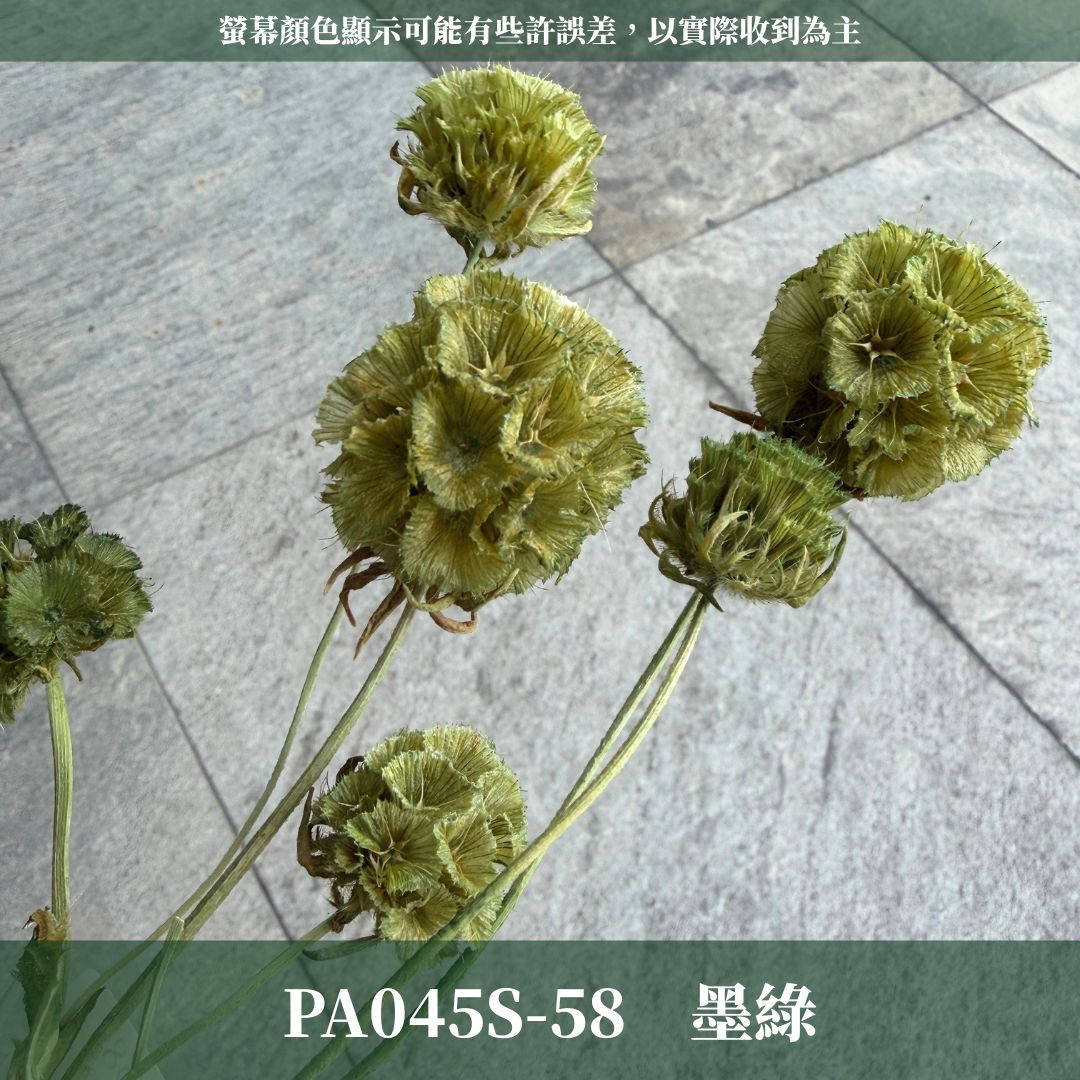 PA045S 松蟲果經濟包｜永生風車果 松蟲草 天然乾燥花材 拍攝道具 星芒松蟲 永生花草星花 輪峰菊 藍盆花 花藝果實