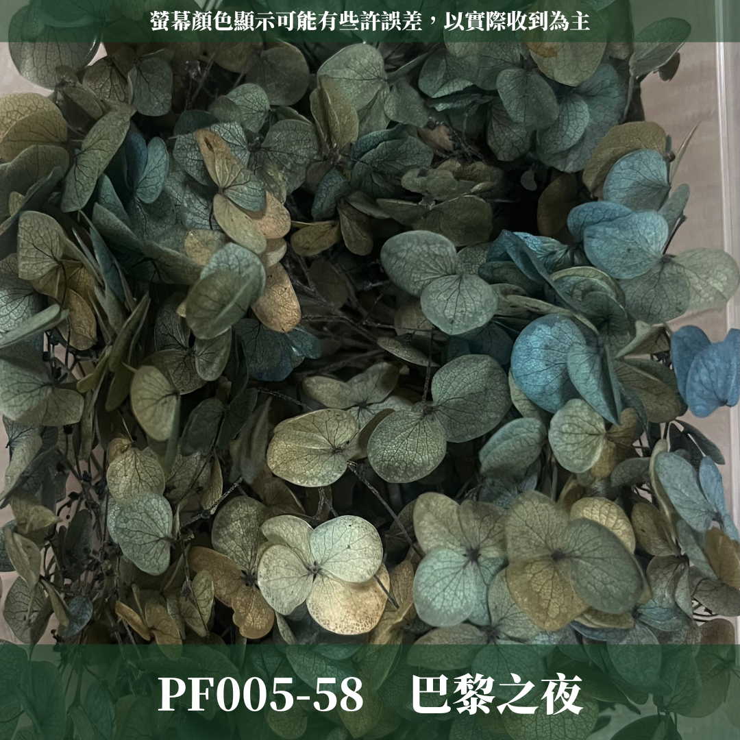PF005-S 安娜繡球經濟盒裝｜ A級 漸層繡球 紫陽花 永生花 不凋花 乾燥花 DIY花材 拍攝道具 蜉蝣花花材