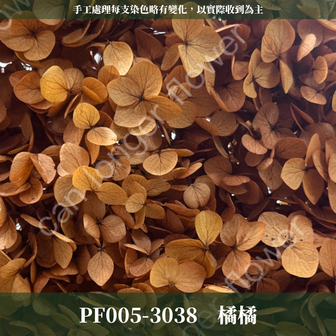 PF005 安娜繡球單支｜ A級 大份量 帶梗紫陽花 永生花 不凋花 乾燥花 DIY花材 拍攝道具 漸變花藝繡球 浮游花