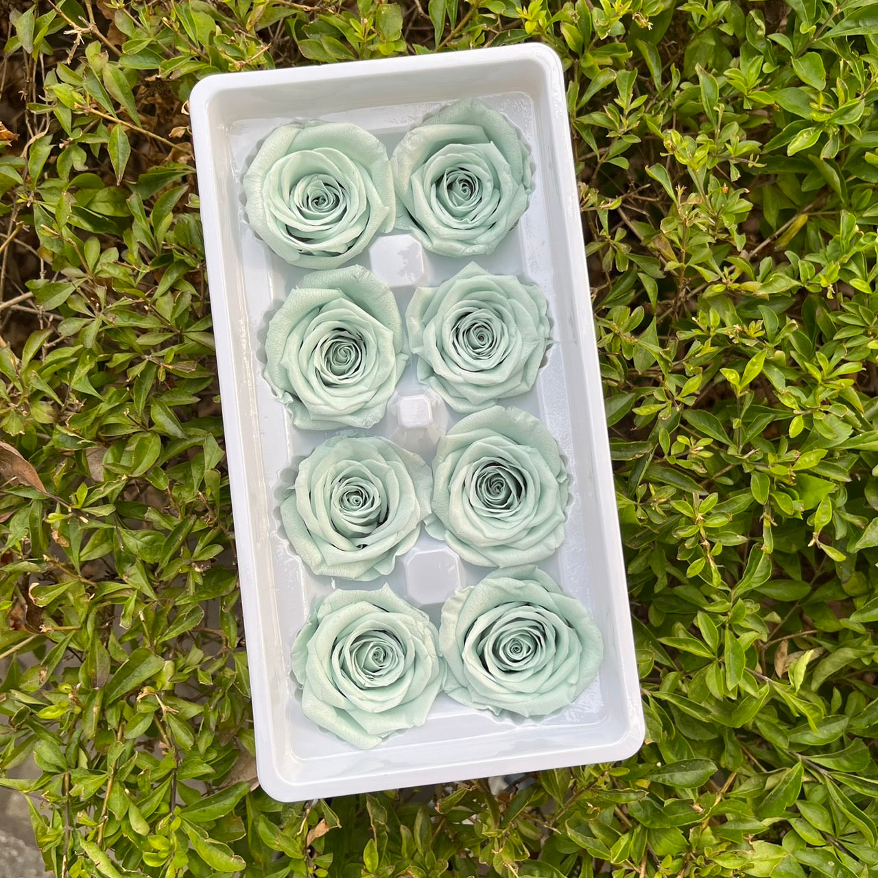 ✿ 台灣現貨 ✿ R08 永生玫瑰 4-5cm 原裝 8朵裝 永生花