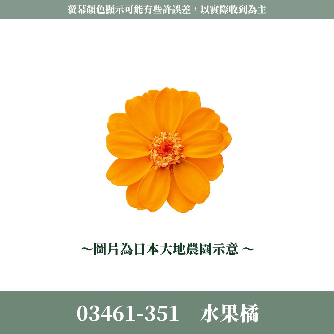 03461 日本大地農園小百日草｜盒裝｜滿12朵享湊盒優惠｜百日草 百日菊 千日菊 不凋花 永生花 小雛菊 DIY花束