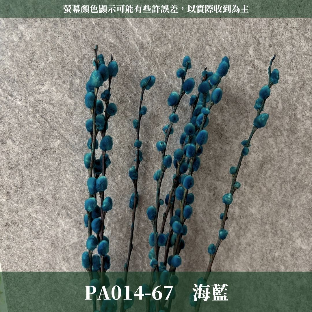 PA014 原裝銀柳｜招財永生銀柳枝條 彩色貓柳 染色細柱柳 春節花禮 過年花材 節氣佈置 年宵花 乾燥花