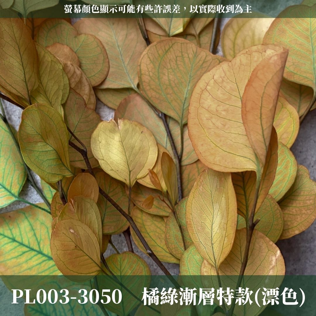 PL003 原裝蘋果葉尤加利｜超級回饋！9+3獨家漸層色！永生尤加利葉 尤加利葉 永生花 乾燥花 花材出清 裝飾擺件