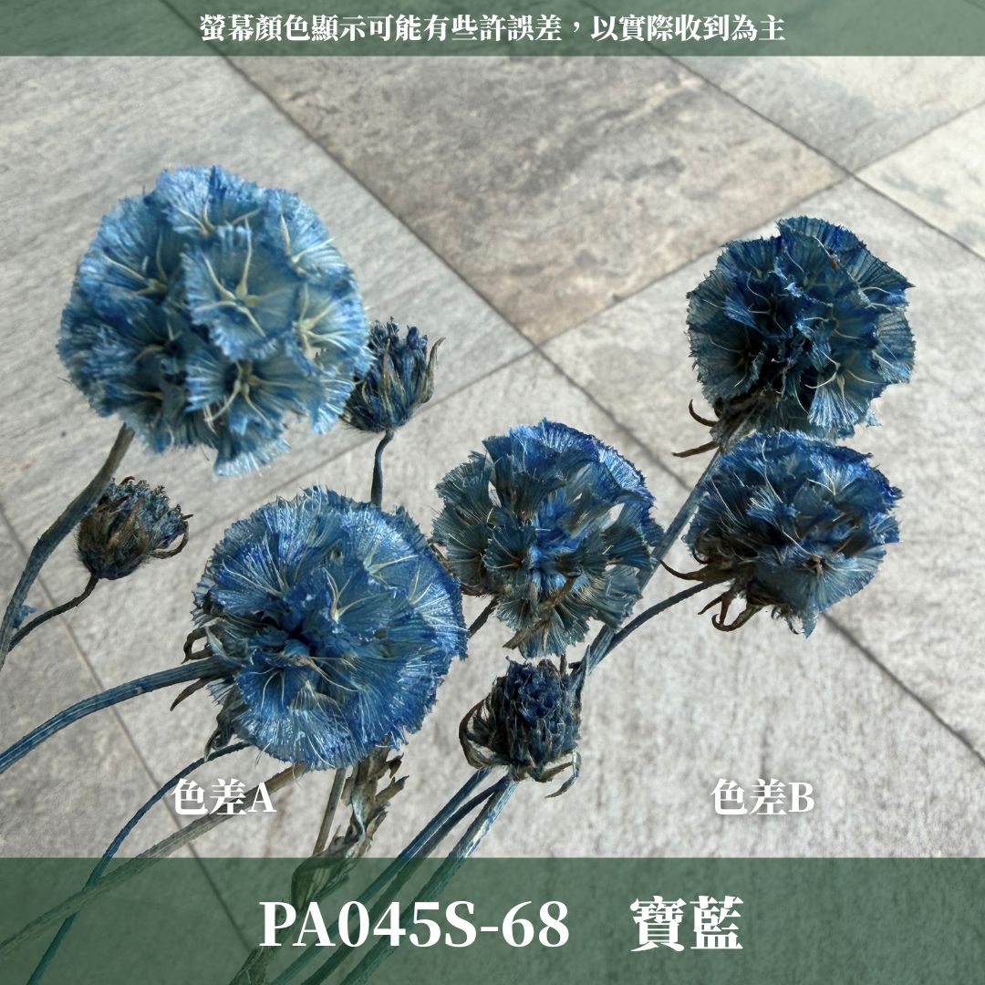 PA045S 松蟲果經濟包｜永生風車果 松蟲草 天然乾燥花材 拍攝道具 星芒松蟲 永生花草星花 輪峰菊 藍盆花 花藝果實