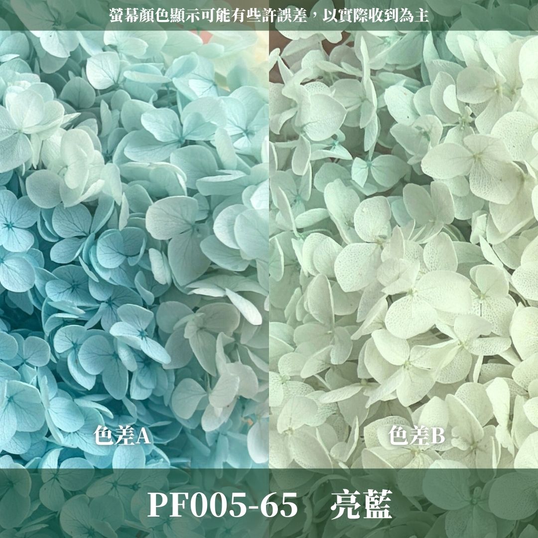 PF005 安娜繡球單支｜ A級 大份量 帶梗紫陽花 永生花 不凋花 乾燥花 DIY花材 拍攝道具 漸變花藝繡球 浮游花