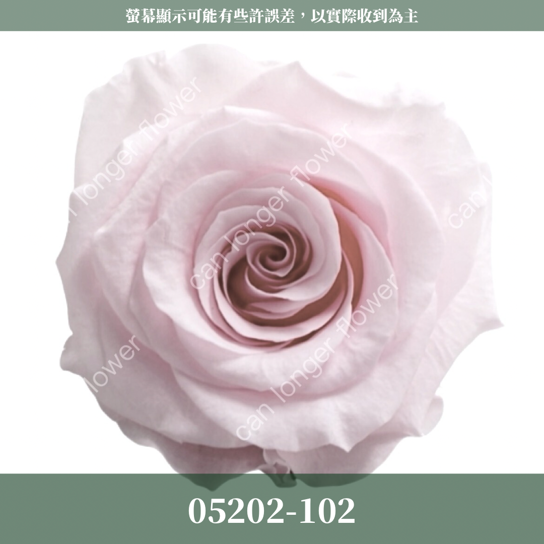 05202 大玫瑰