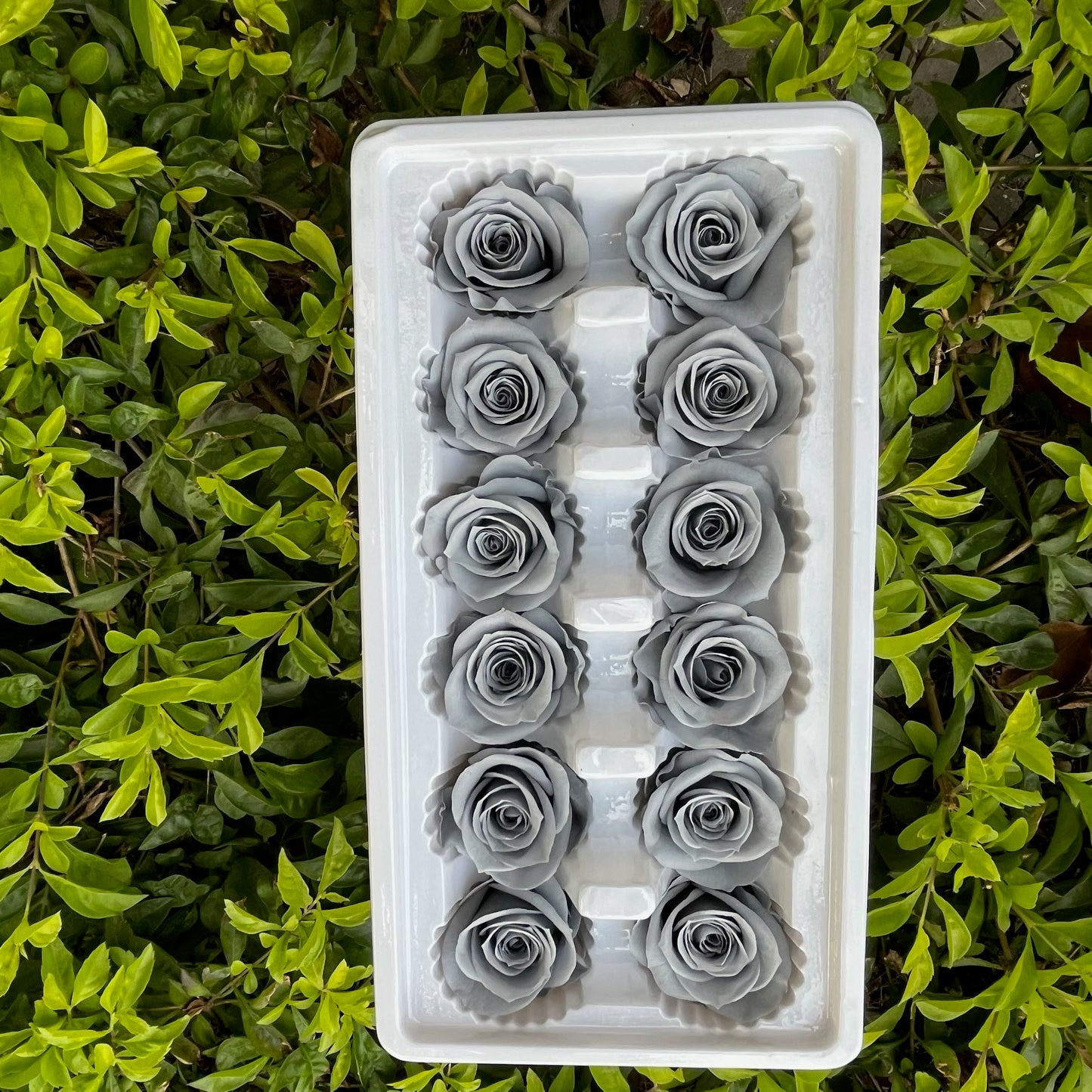 ✿ 台灣現貨 ✿R12 永生玫瑰 3~4cm玫瑰 Ａ級 12朵裝 永生花 不凋花