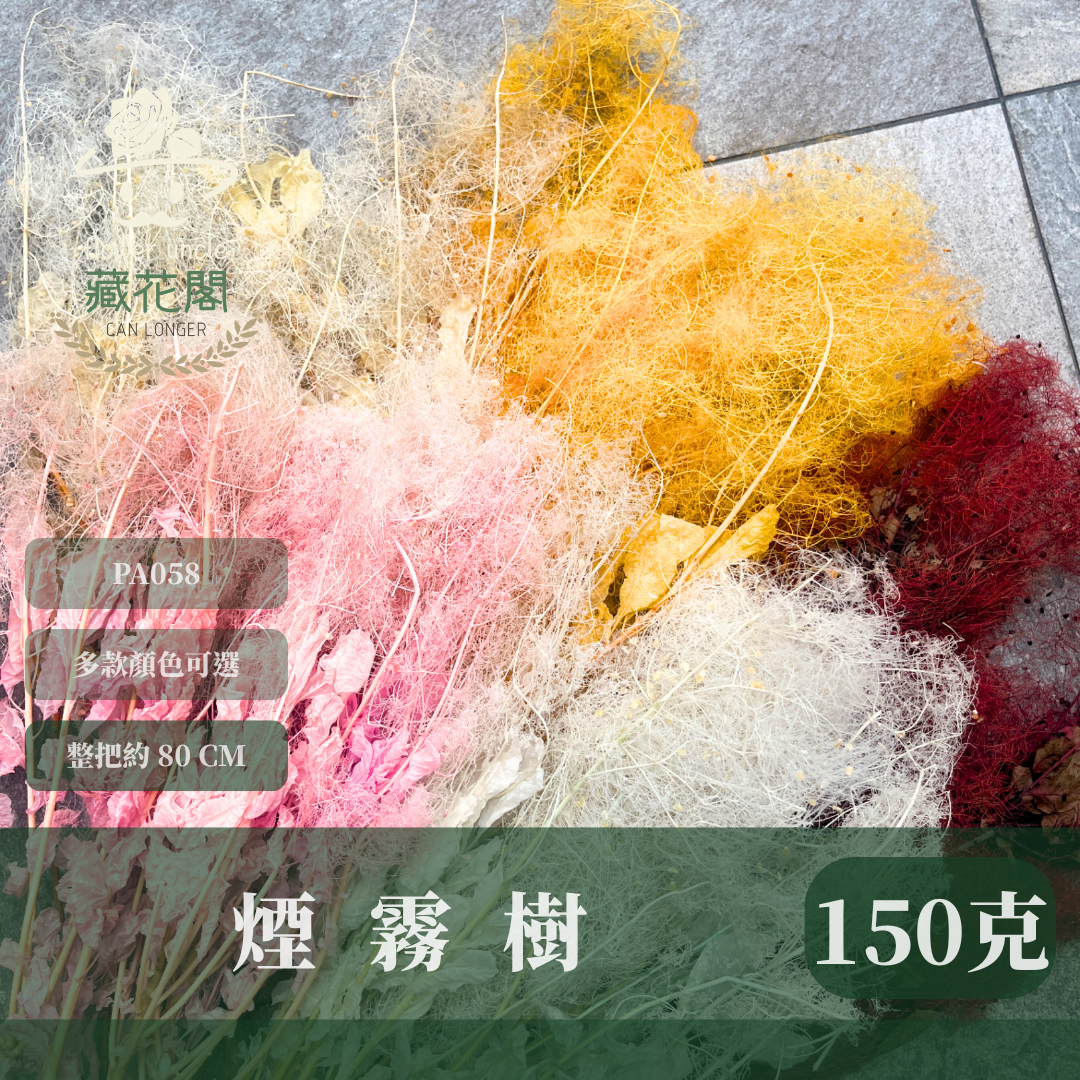 PA058 黃櫨 煙霧樹 夢幻草 黃櫨花 煙樹 霧花 霧中情人 永生 原裝/小份