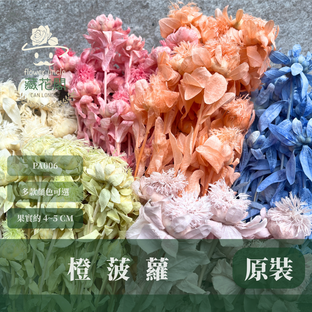 PA006 橙菠蘿 約15頭 台灣現貨