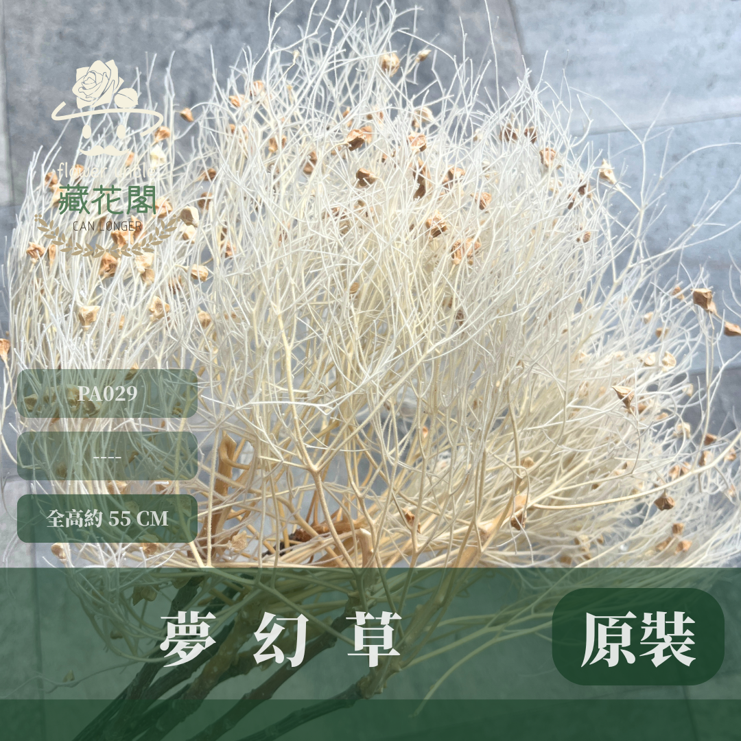 PA029 夢幻草 台灣現貨