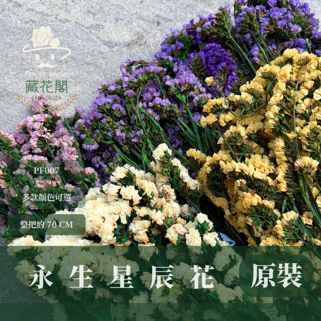 PF007 原裝永生星辰花｜勿忘我 不凋花 永生花材 花藝材料 婚禮花束 DIY捧花 拍照道具 手作素材 鄉村風擺飾