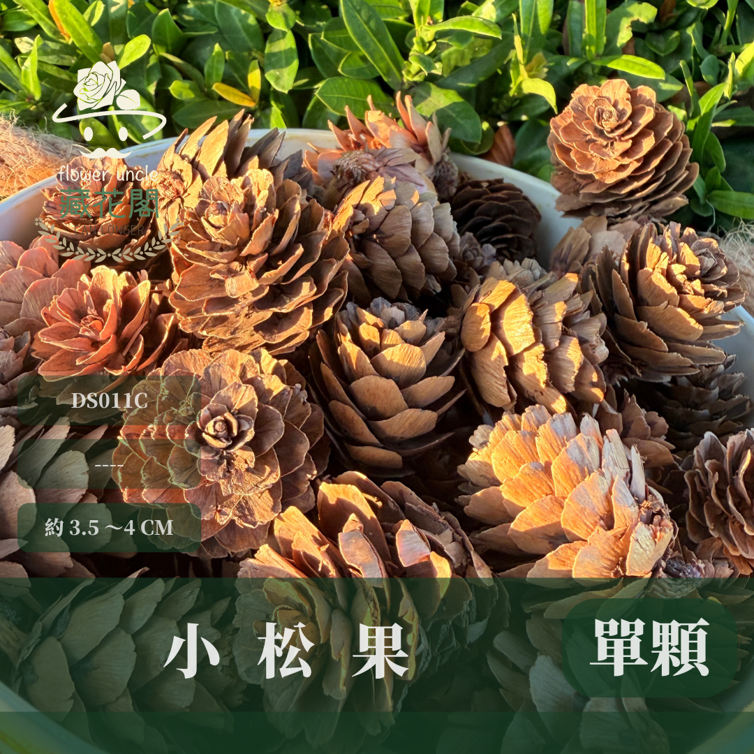 DS011C 小松果｜ 乾燥天然松果 聖誕裝飾 花圈DIY 花藝花材 森林風佈置 居家擺飾 拍照道具 幼兒園環創