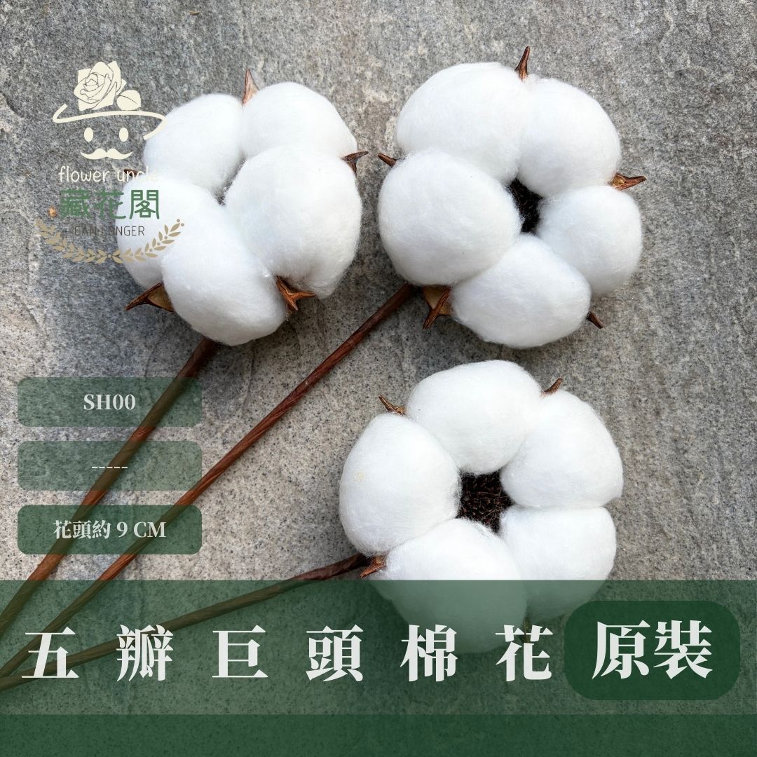 SH00 原裝五瓣巨頭棉花｜獨家花材！大花藝作品專屬花材 巨型大雲朵棉花 乾燥花材 乾燥花 批發價棉花支 天然棉花 手作