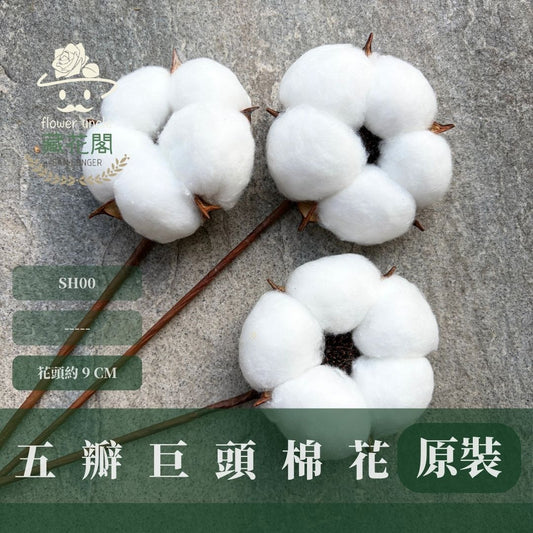 SH00 原裝五瓣巨頭棉花｜獨家花材！大花藝作品專屬花材 巨型大雲朵棉花 乾燥花材 乾燥花 批發價棉花支 天然棉花 手作
