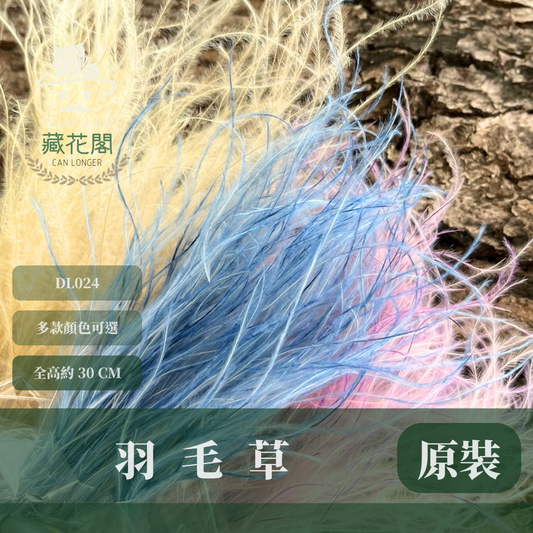 DL024 羽毛草 夢幻草 乾燥花 原裝 台灣現貨
