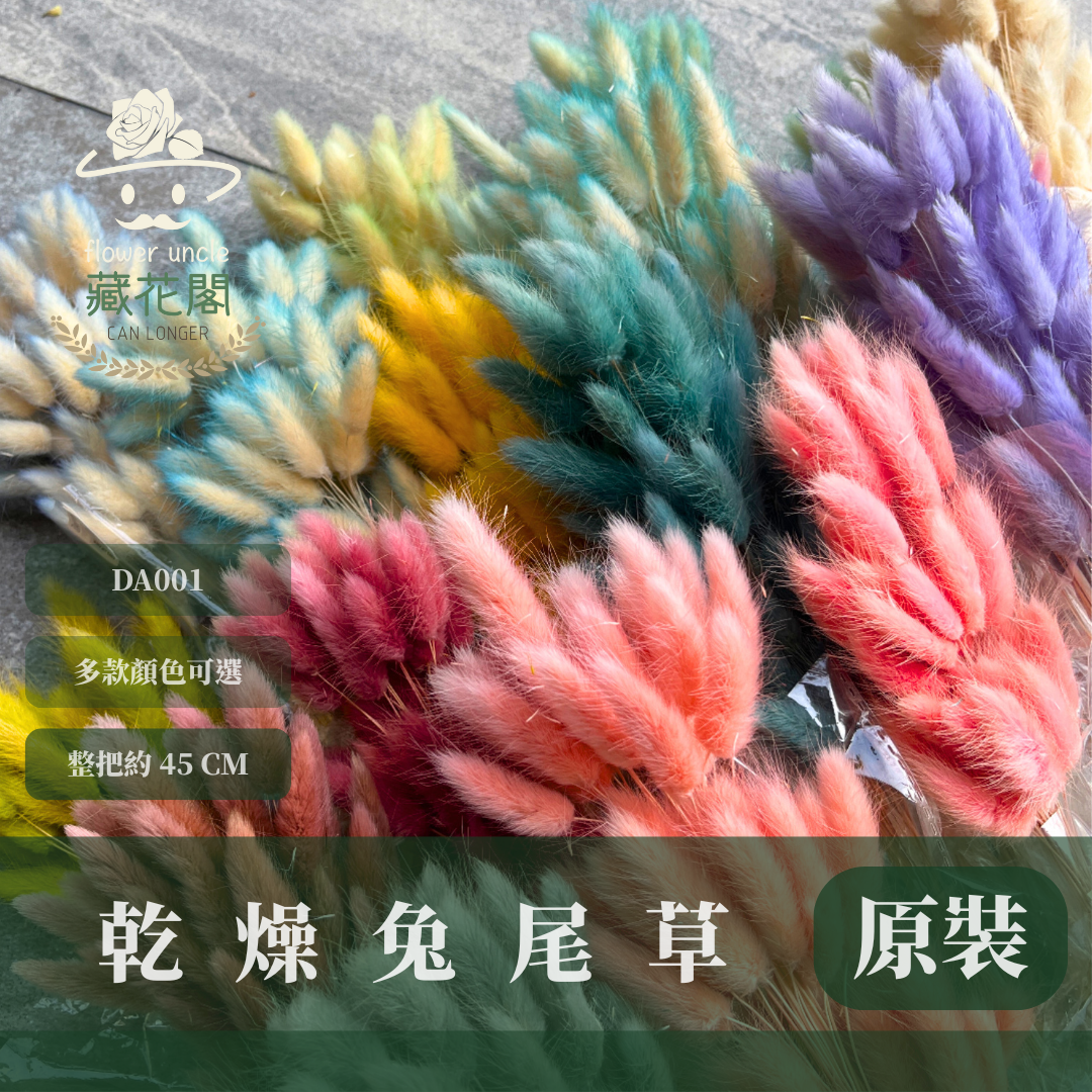 DA001 原裝兔尾草｜彩色兔尾草 乾燥永生花 花束花材 莫蘭迪色 插花DIY 拍照道具 乾燥兔尾草 乾燥花