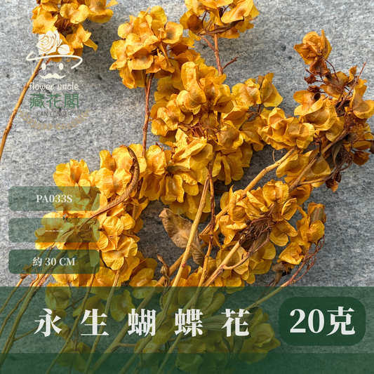 PA033S 永生蝴蝶花經濟包｜迎客豆 永生迎客豆 迎客豆花 新年花材 年宵花 盆花 永生花 不凋乾燥花 花材特價 花藝
