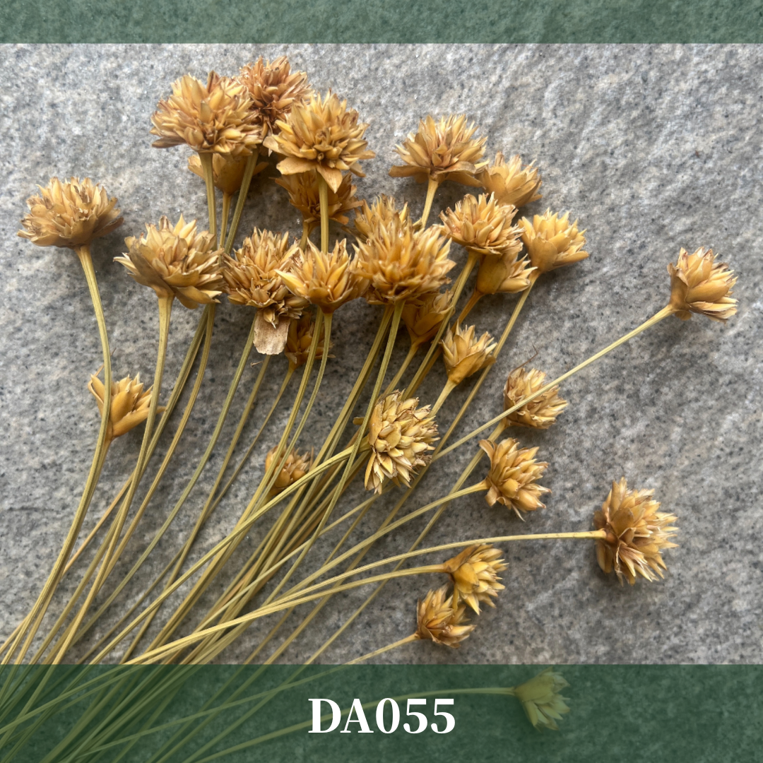 DA055 小山花 矢車菊 台灣現貨