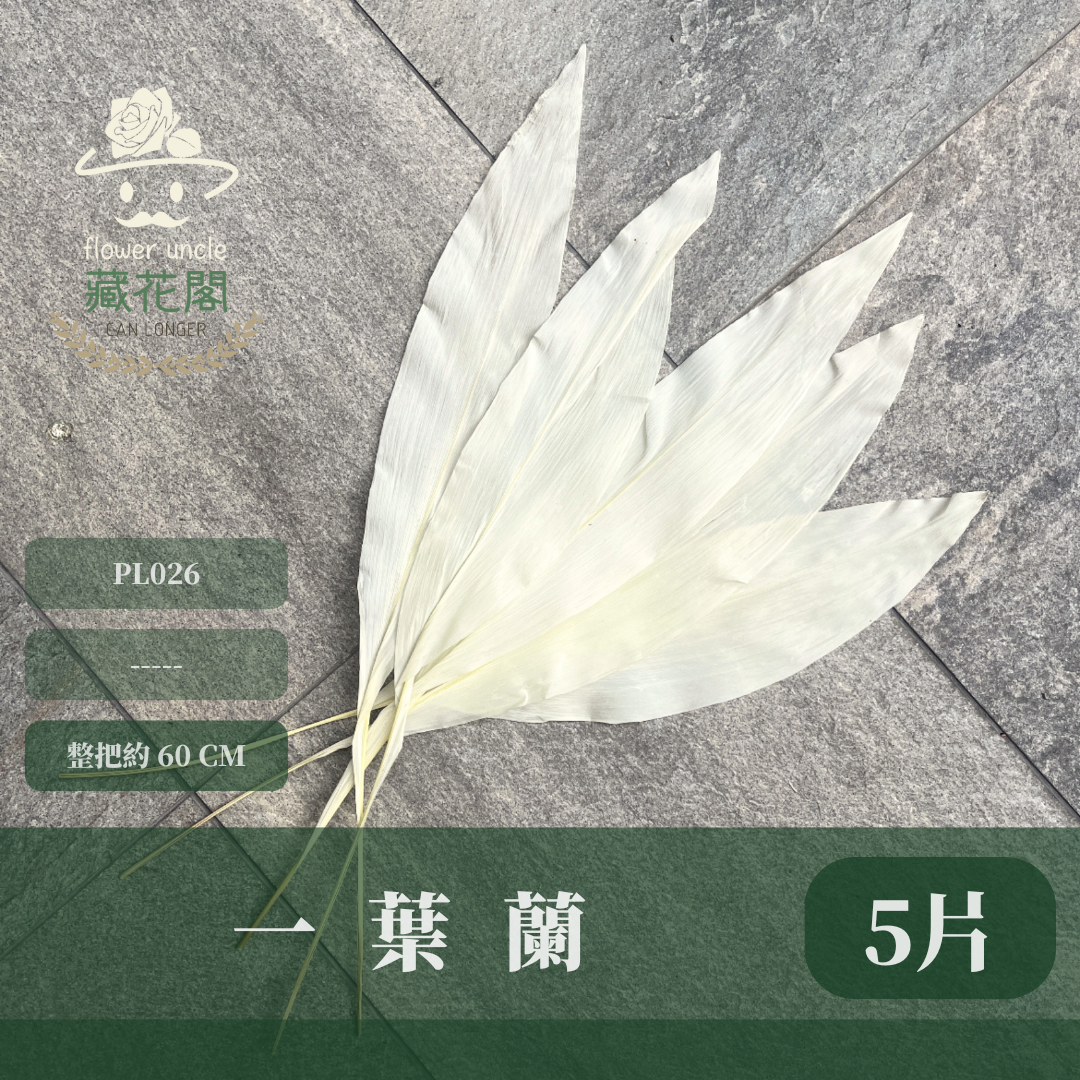 PL026 一葉蘭 （五支裝）台灣現貨 一葉致富 大型花藝花材