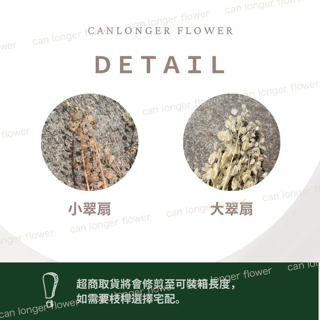 ✿ 台灣現貨 ✿ PA059 大翠扇