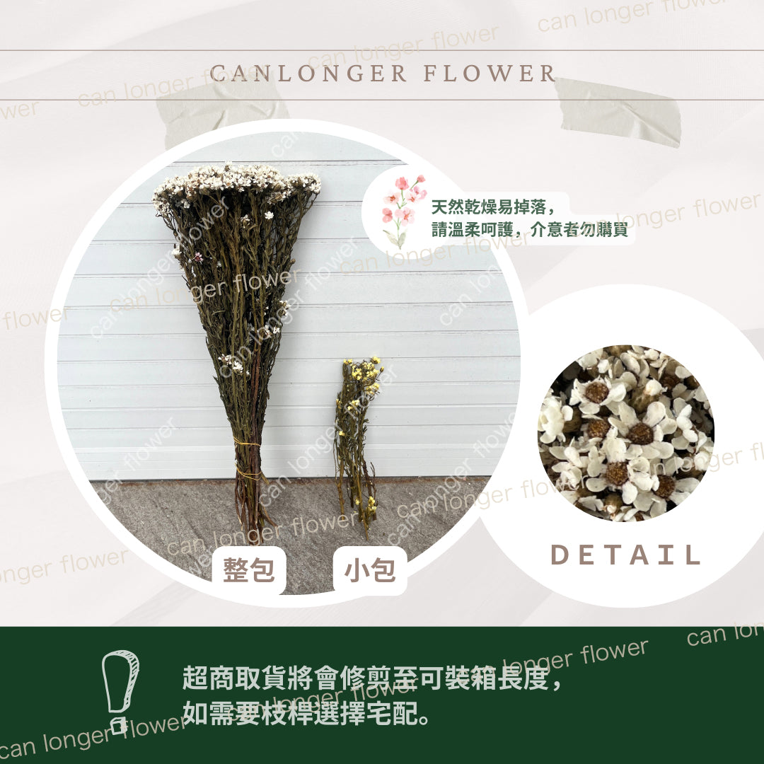 ✿ 台灣現貨 ✿  DA036 法國白梅 (約80克)