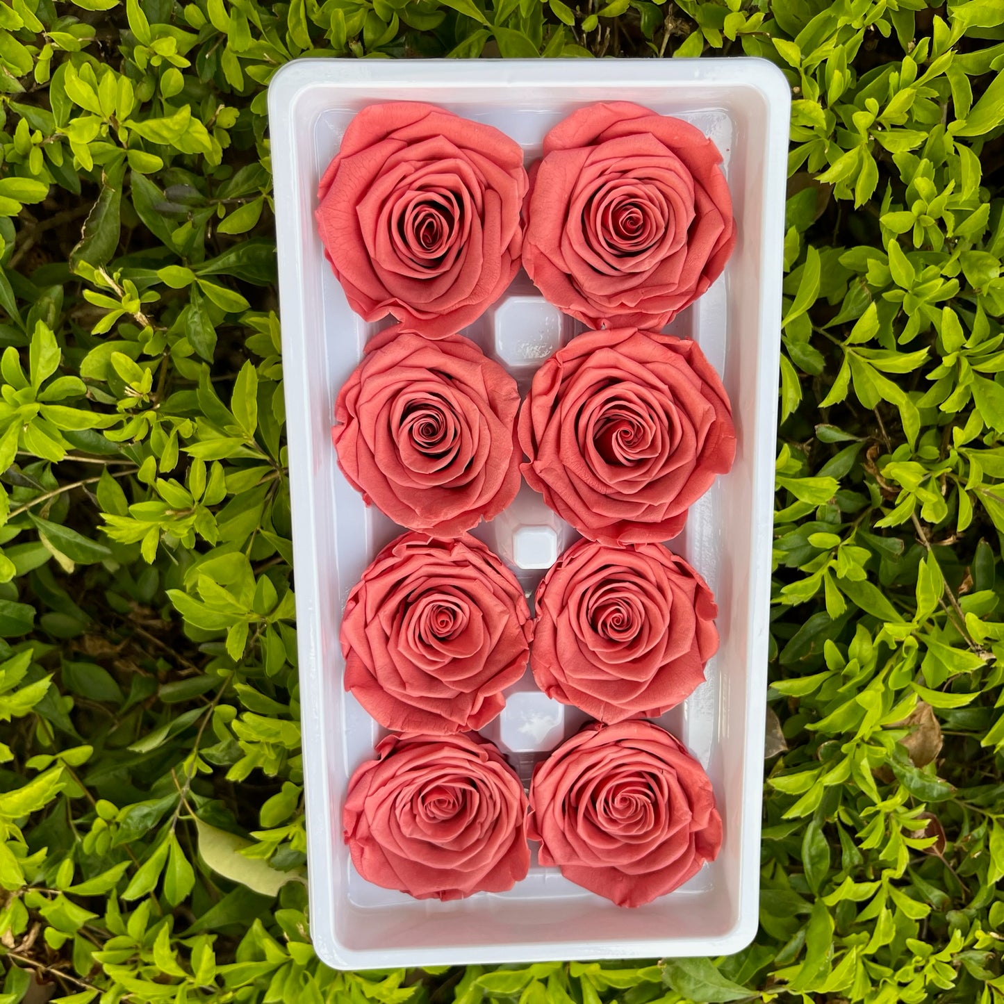 ✿ 台灣現貨 ✿ R08 永生玫瑰 4-5cm 原裝 8朵裝 永生花