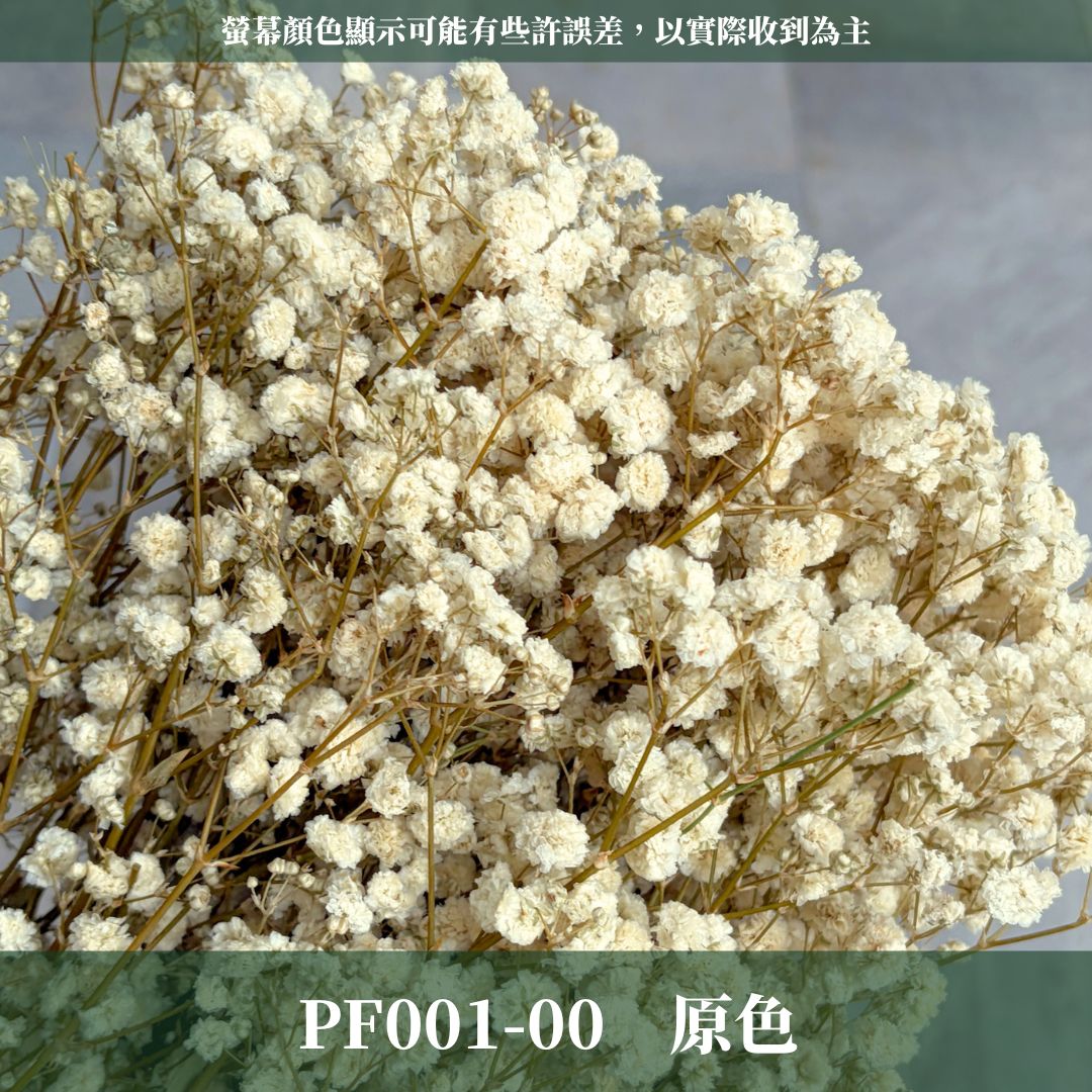 PF001 原裝滿天星｜買四送一！A級永生滿天星工廠直供 拍攝婚禮佈置 韓式不凋滿天星 抖音款永生花 乾燥花 桌花花束