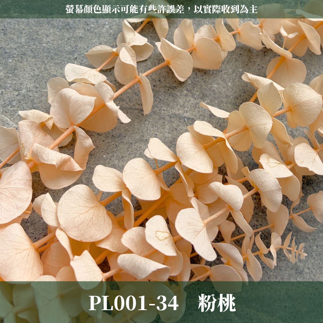 PL001 原裝寶貝尤加利｜不凋寶貝尤加利葉 小圓葉 永生花 染色尤加利 錢銅草 攝影道具 新娘捧花 乾燥花批發 捧花
