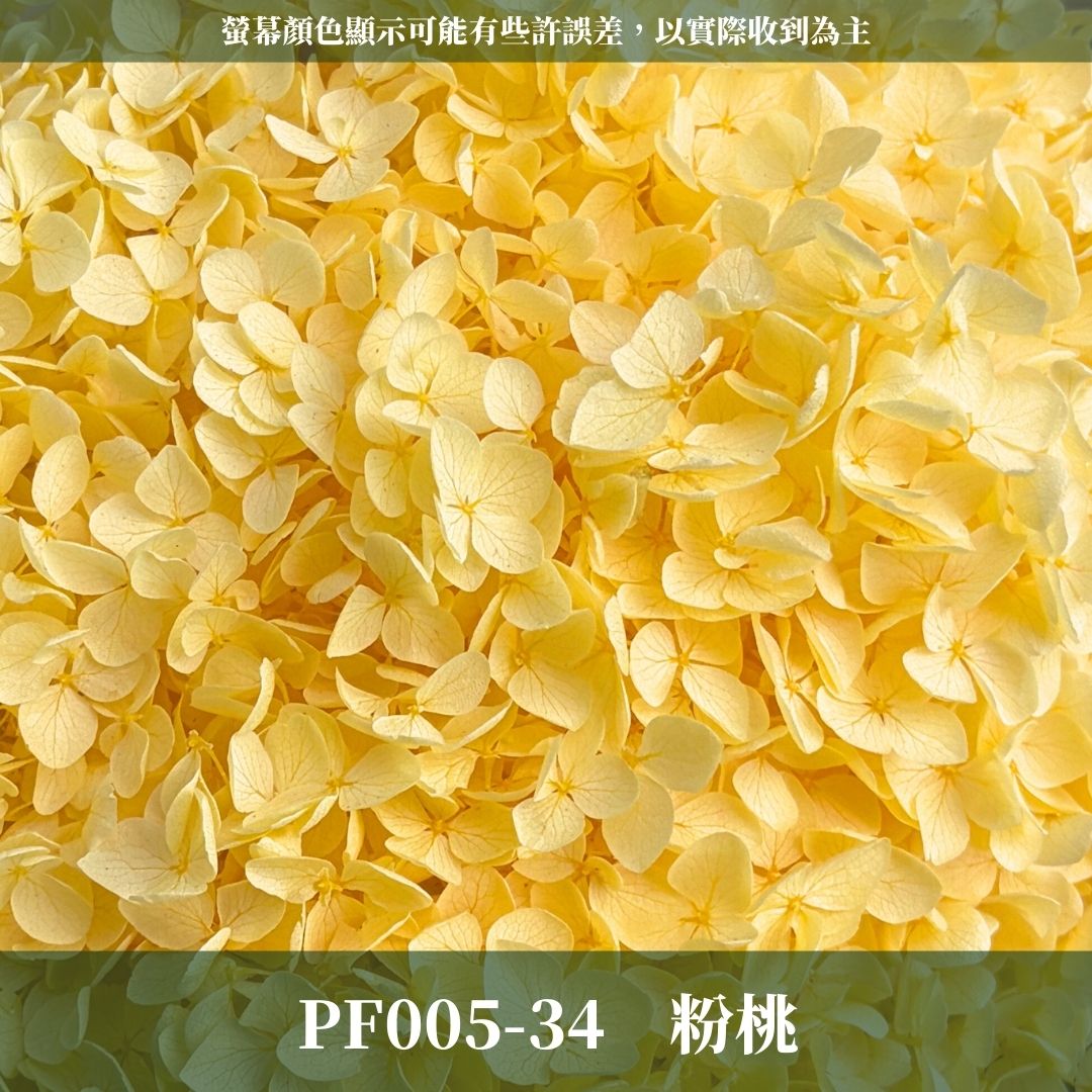PF005 安娜繡球單支｜ A級 大份量 帶梗紫陽花 永生花 不凋花 乾燥花 DIY花材 拍攝道具 漸變花藝繡球 浮游花