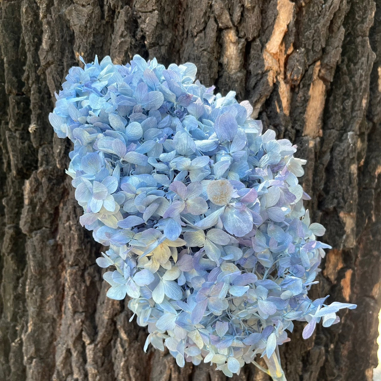 ✿ 台灣現貨 ✿ PF005C金字塔繡球 單隻 塔繡球 木繡球 永生 漸變 原裝