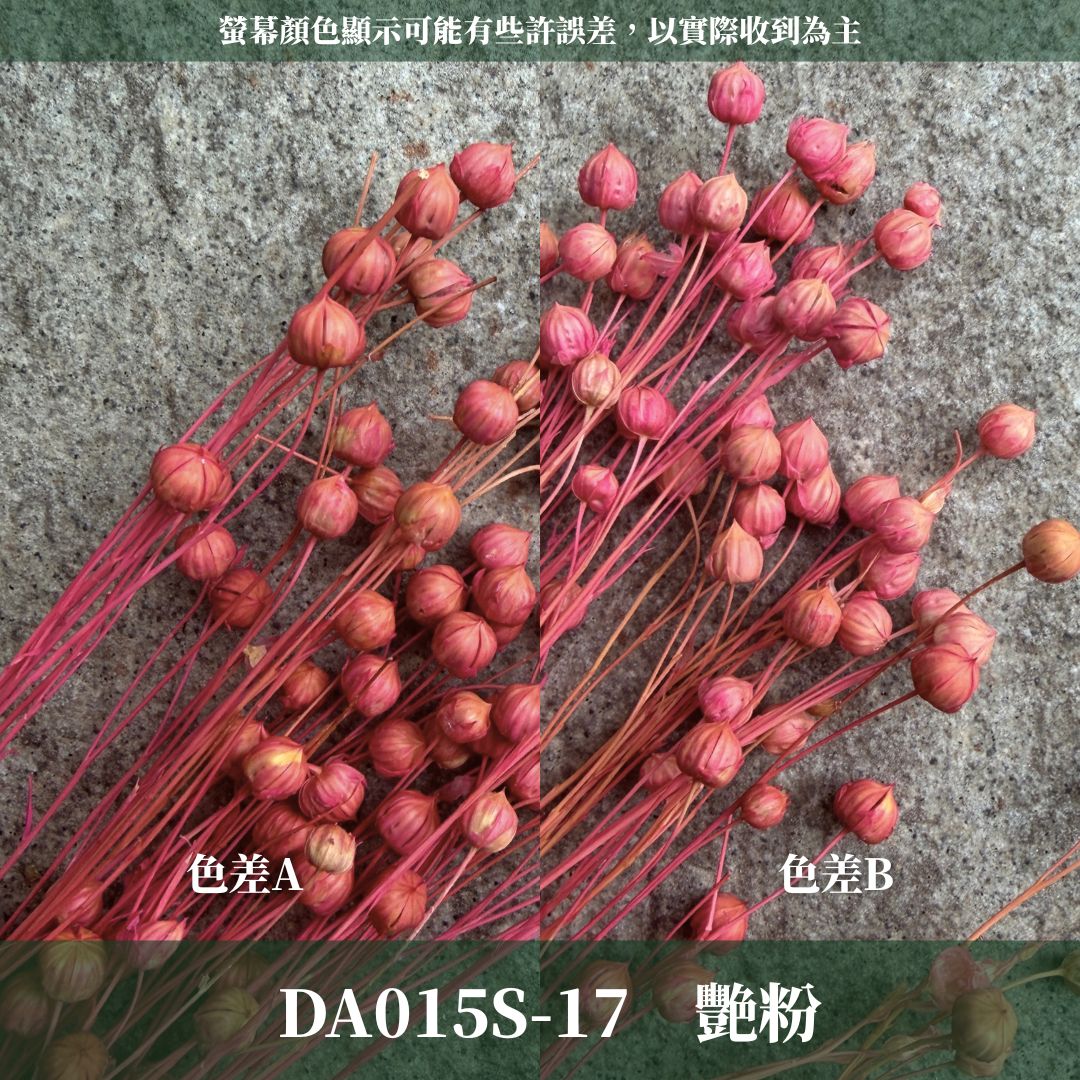 DA015S PA015S 臨花經濟包｜乾燥臨花 永生花 配花花材 永生花 乾燥花 不凋花 亞麻果實 亞麻籽 永生相思豆