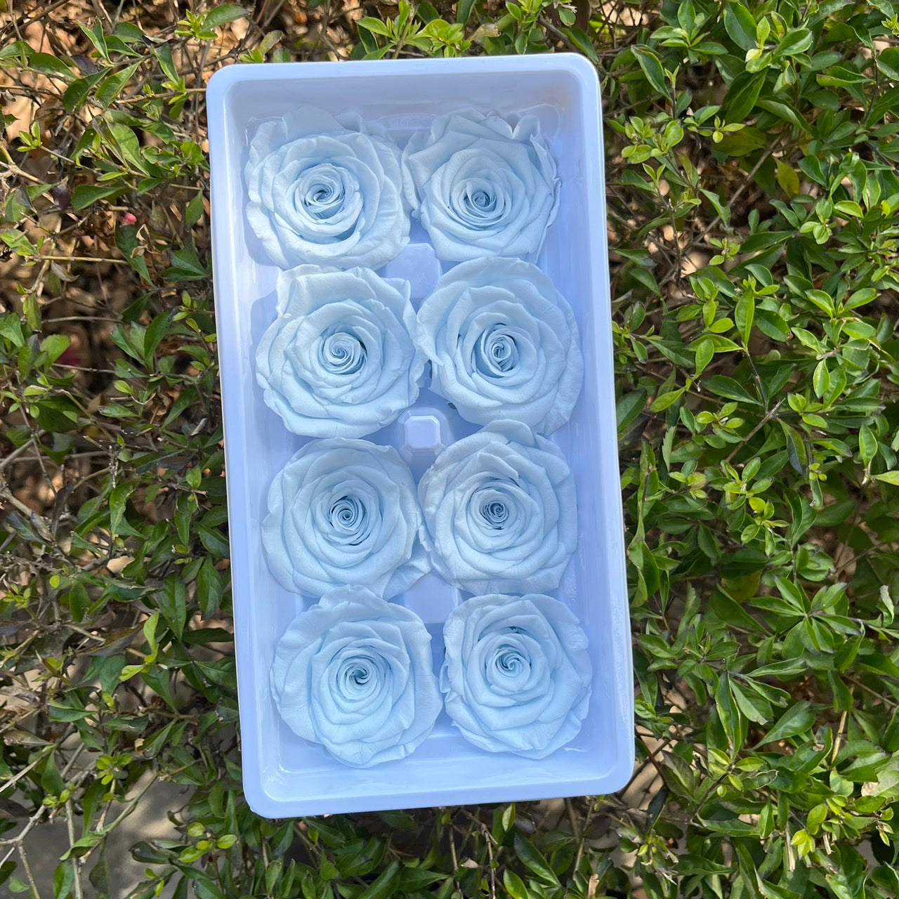 ✿ 台灣現貨 ✿ R08 永生玫瑰 4-5cm 原裝 8朵裝 永生花