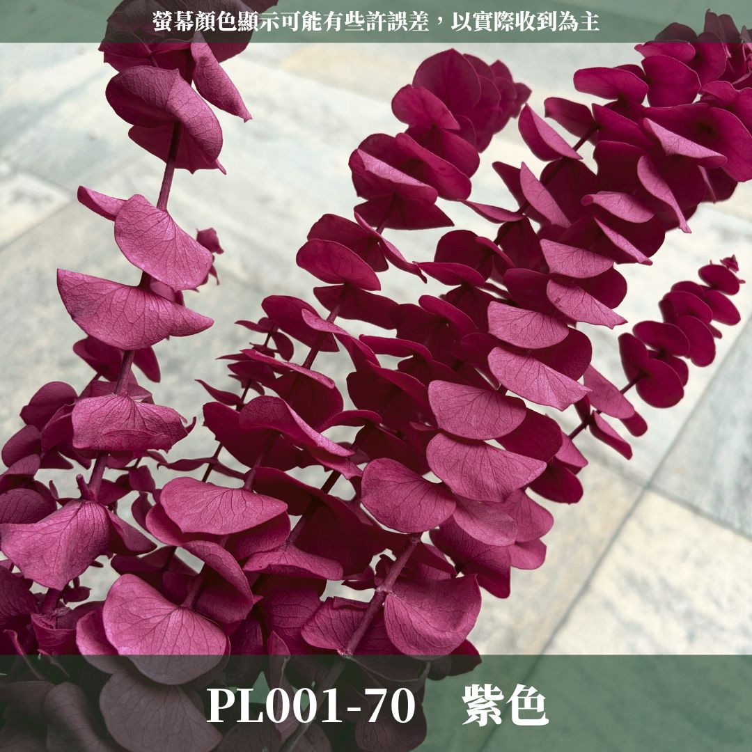 PL001 原裝寶貝尤加利｜不凋寶貝尤加利葉 小圓葉 永生花 染色尤加利 錢銅草 攝影道具 新娘捧花 乾燥花批發 捧花
