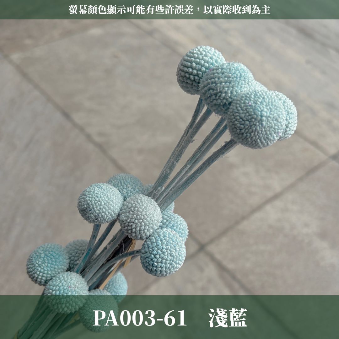 PA003 原裝金杖球｜糖果色黃金球 金槌花 乾燥花 不凋花 永生花 居家裝飾花材 花藝師手作花材 乾燥花束DIY花材